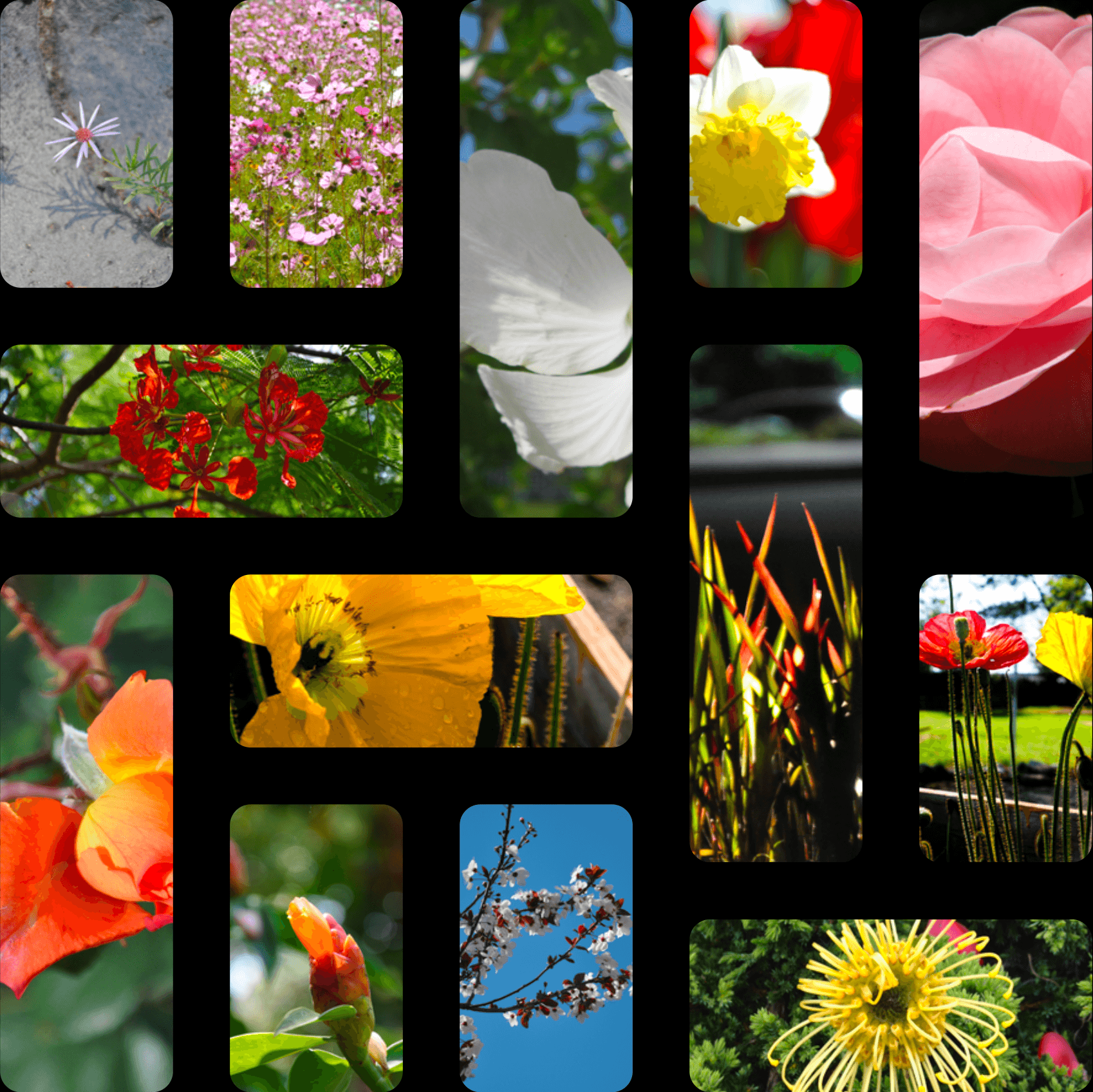 Mosaic cover composed from flower photographs